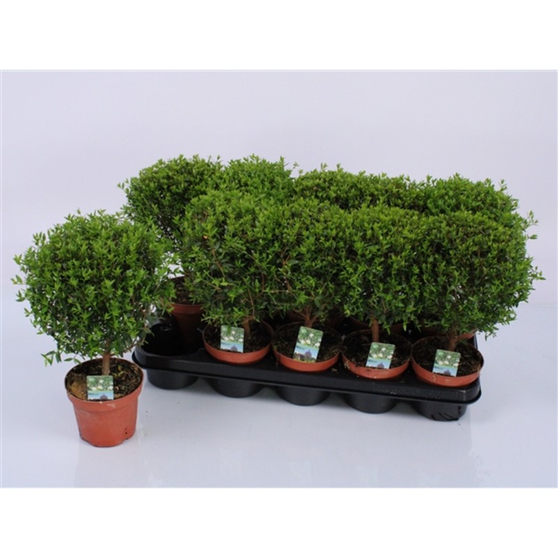 Изображение загружено