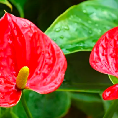 t8hsdd63q02m7zid59tk5m0ofl2qi8jw