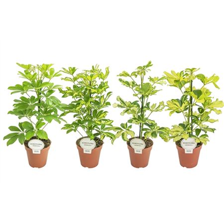 B009581_0000152753_H_1