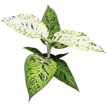 B009698_0000304901_H_1