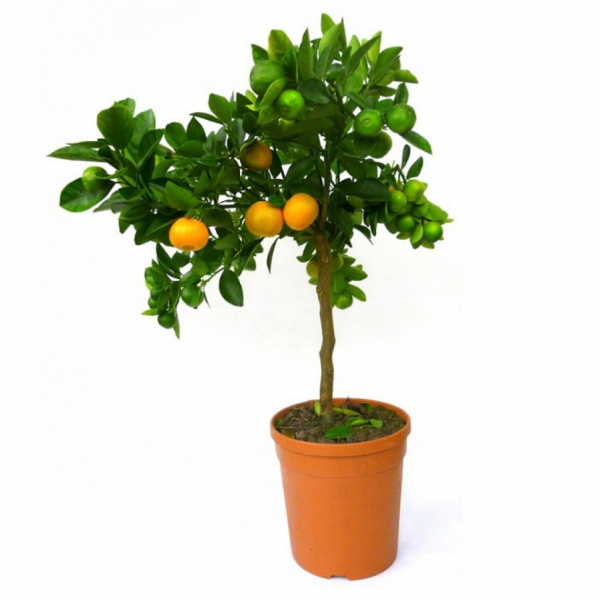 Изображение загружено