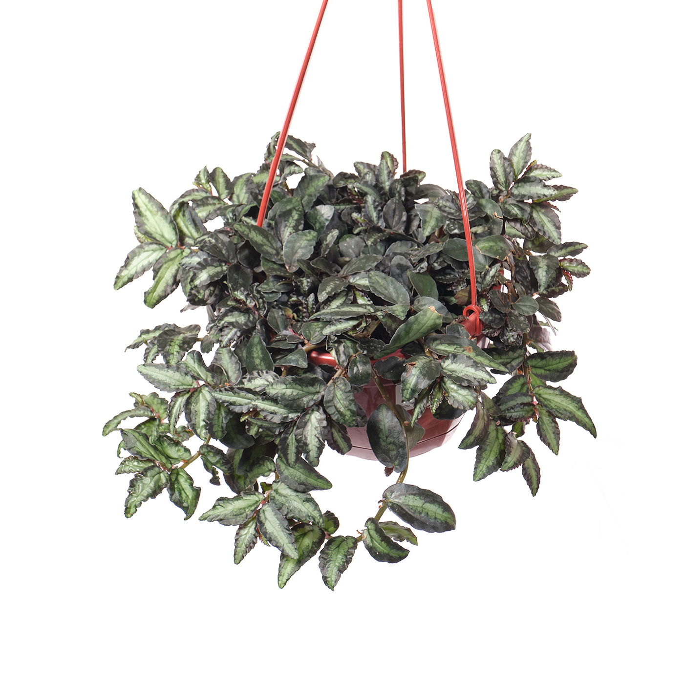 Изображение загружено