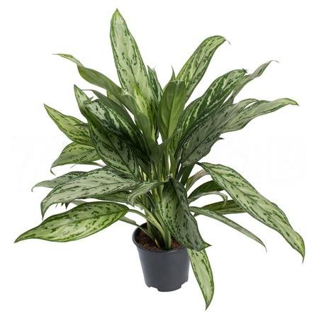 Изображение загружено