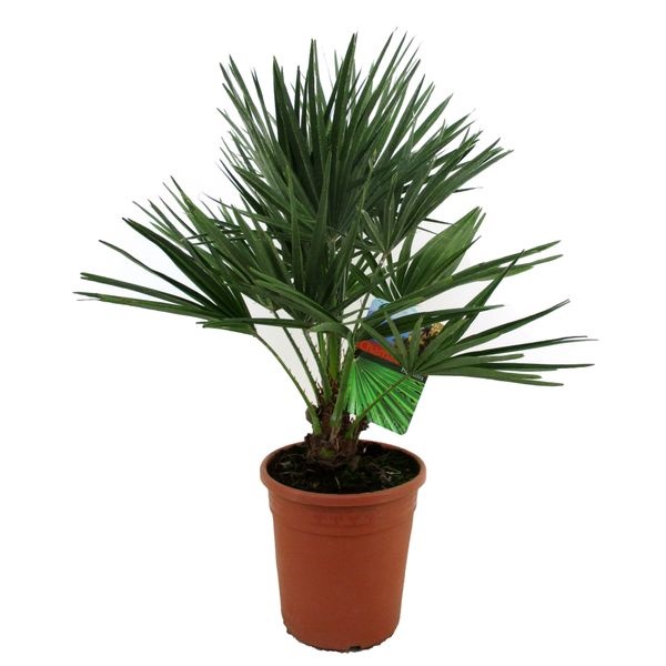 Изображение загружено