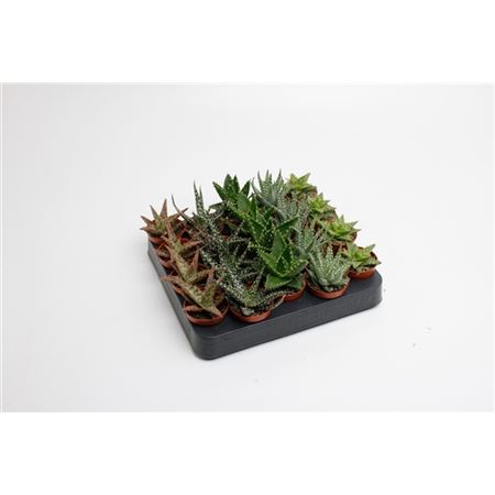 Изображение загружено