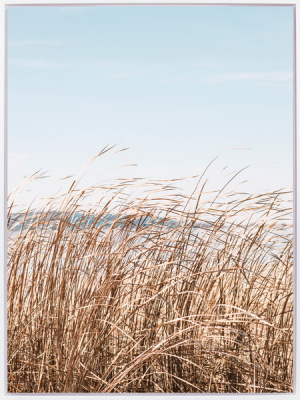 222128XCC Постер Осока 45х60х2,5см