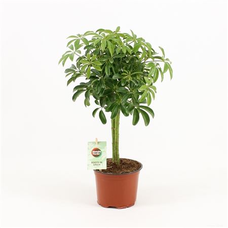 Изображение загружено