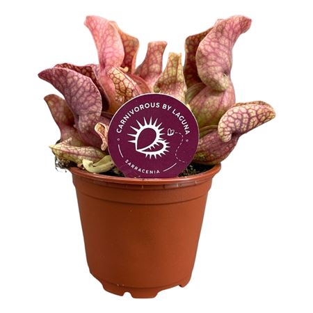 Изображение загружено