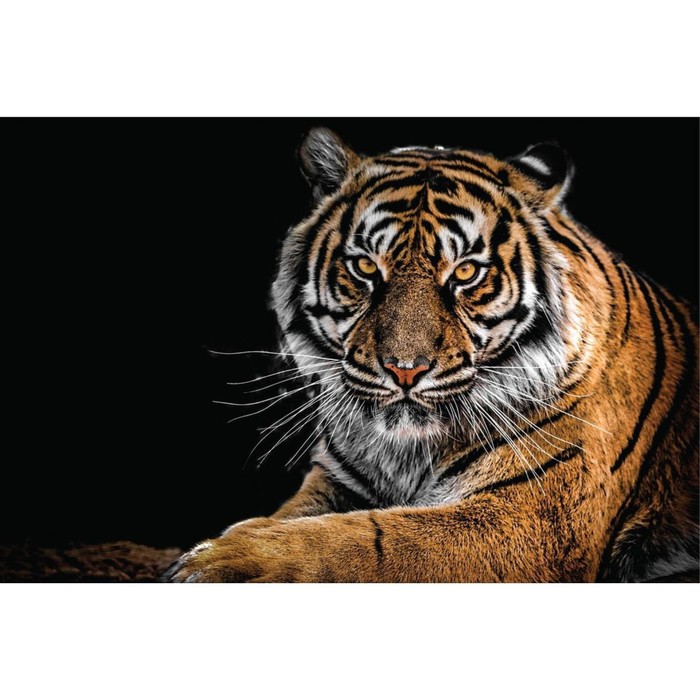 7368270 Мозаика алмазная Тигр 20х30 см.