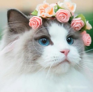 87884 Мозаика алмазная Леди-Кошка 30х30 см.