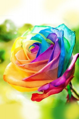 88146 Мозаика алмазная Роза 20х30 см.