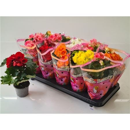 B009830_0000260608_H_1