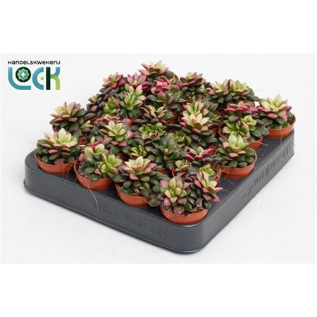 B008361_0000294655_H_1