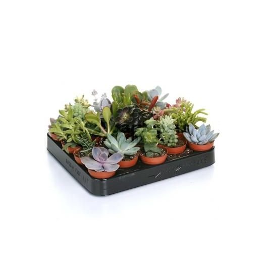 Изображение загружено