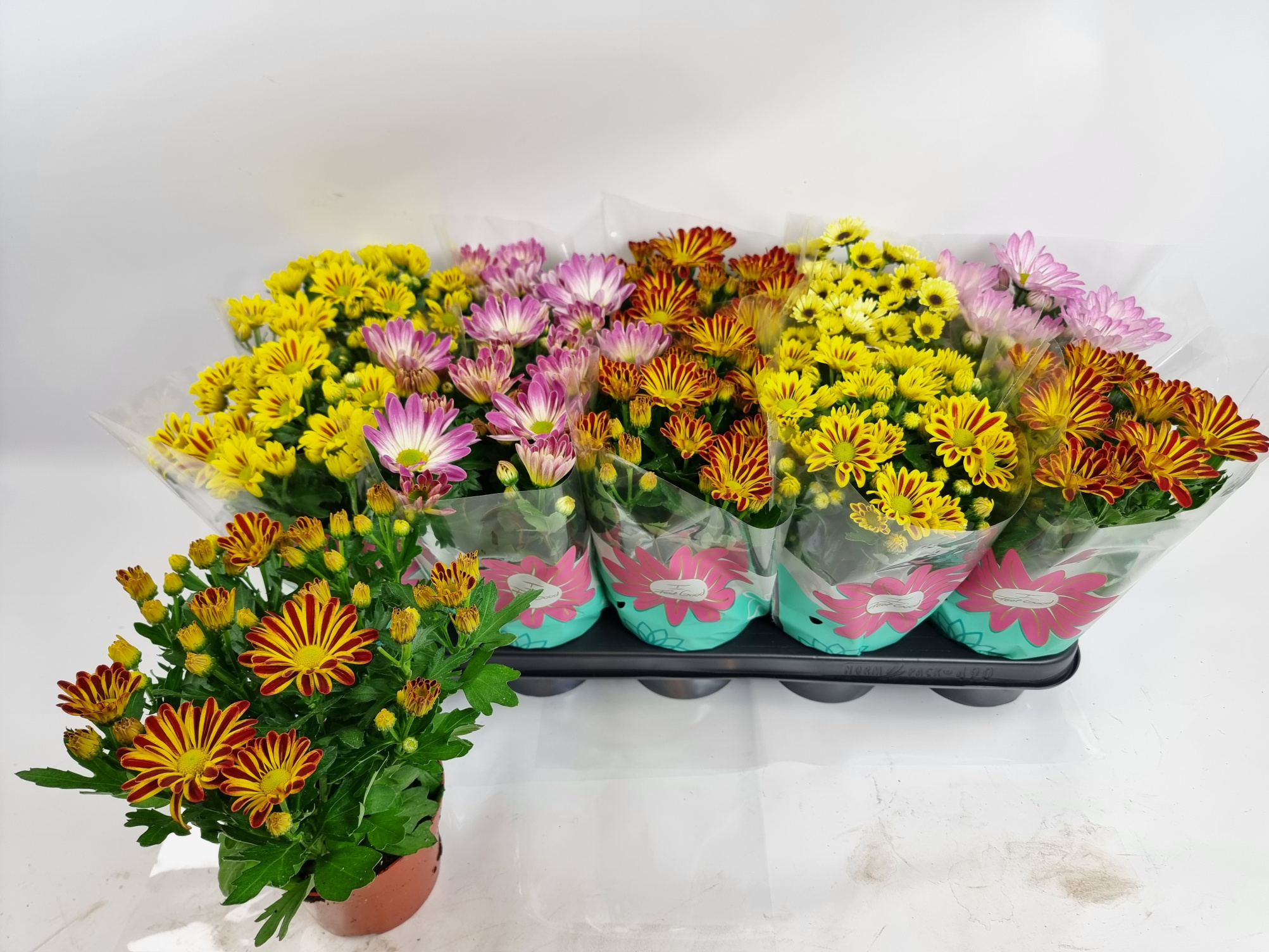 1115e1a4-ea31-4714-99a4-2d8b21f97525