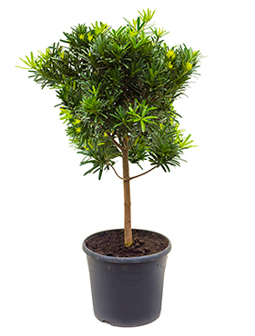 2e50824ac4b659ce38427229ded6c2c3