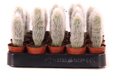 2mjn5l916bwwuuaya7morpwzgnmibddj