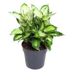 Изображение загружено