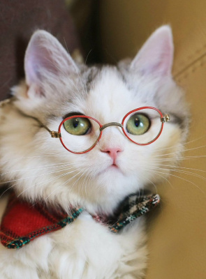 88145 Мозаика алмазная Котик 20х30 см.