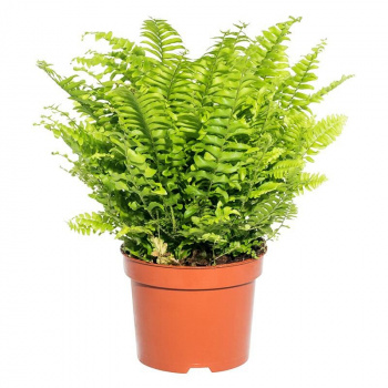 Нефролепис Грин Леди, пал. (D-12)