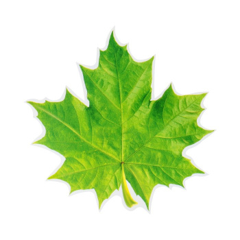 Украшение на скотче "Кленовый лист" зелёный, 18х18 см 