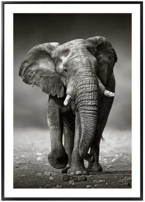 222425XCC Постер Слон и море. Монохром 50х70х3см