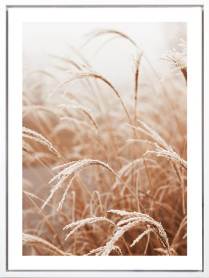 226091XCCG Постер Колосья 30х40х2,5см