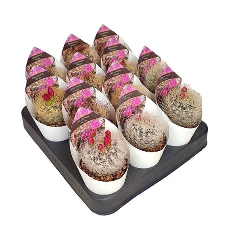 B009146_0000319255_H_1