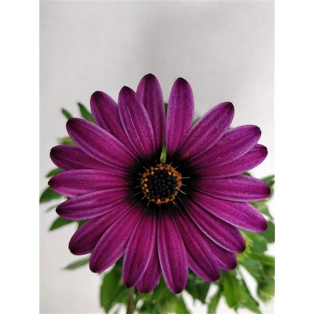 B107634_0000298618_H_1