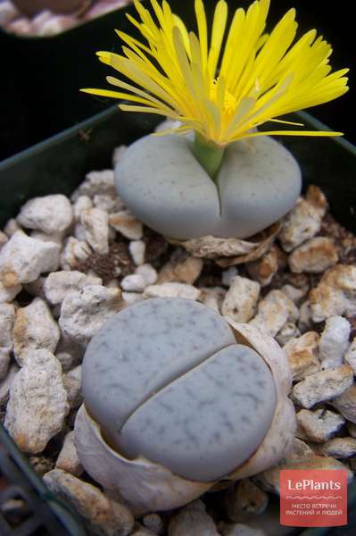 fe6f962552e22f94b72d48abe1aa9cba