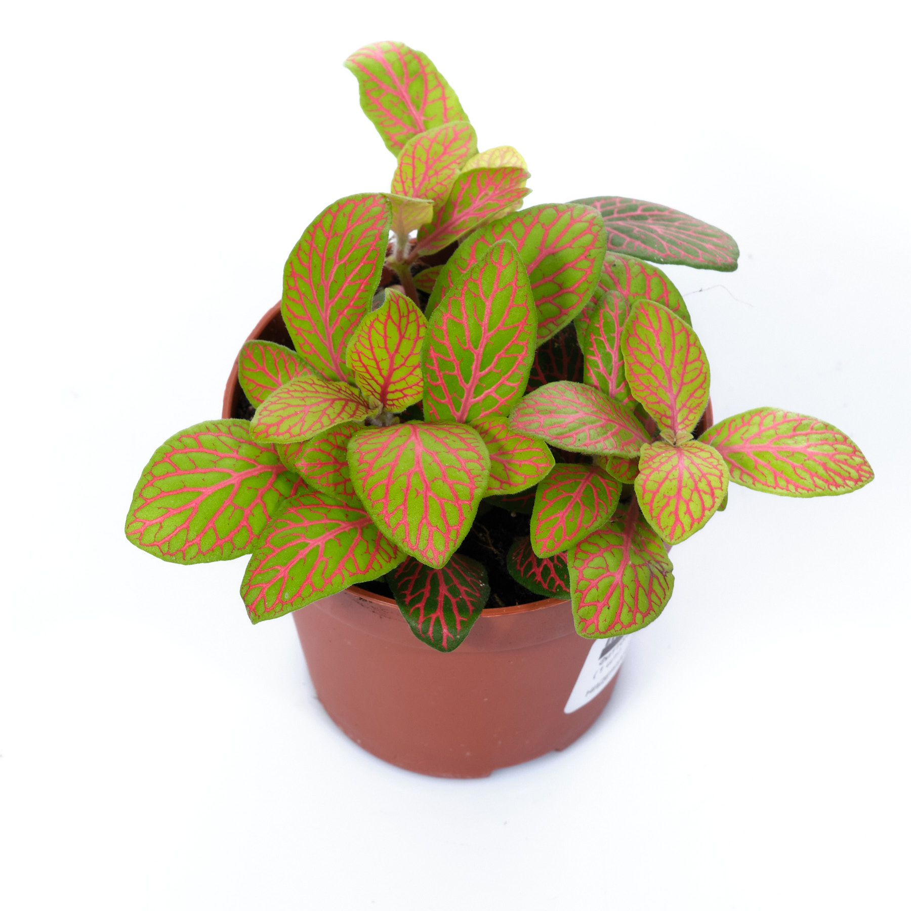 Изображение загружено