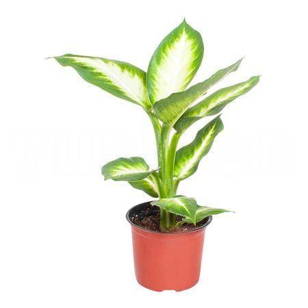 Изображение загружено