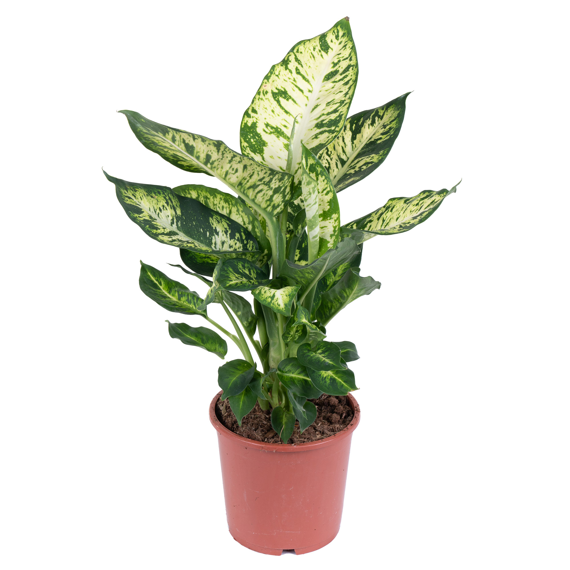 Изображение загружено