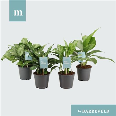 B107502_0000245504_H_1