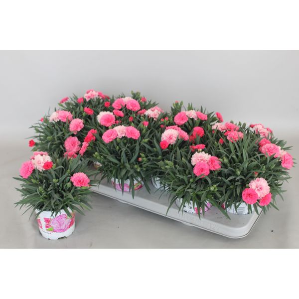 Изображение загружено