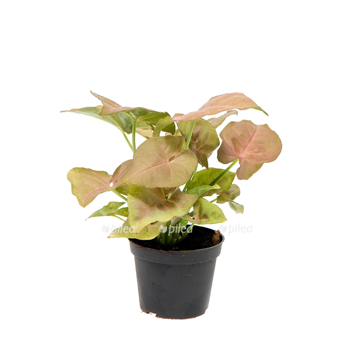 Изображение загружено