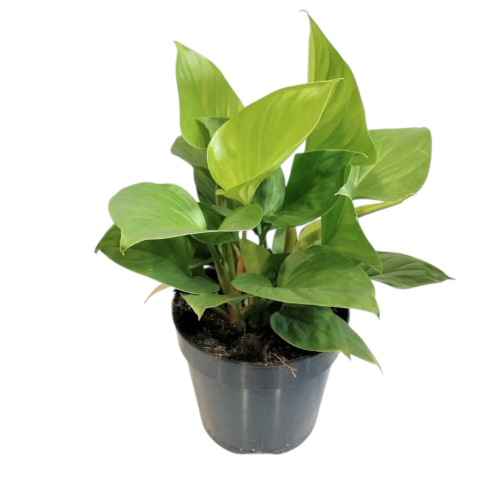 khomalomena_miks_d12_kitay