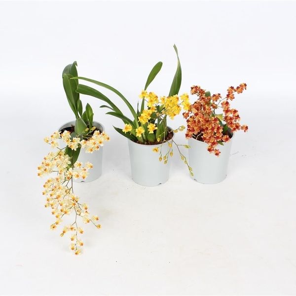 Изображение загружено