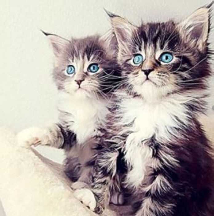 87882 Мозаика алмазная Пушистые Хвостики 30х30 см.