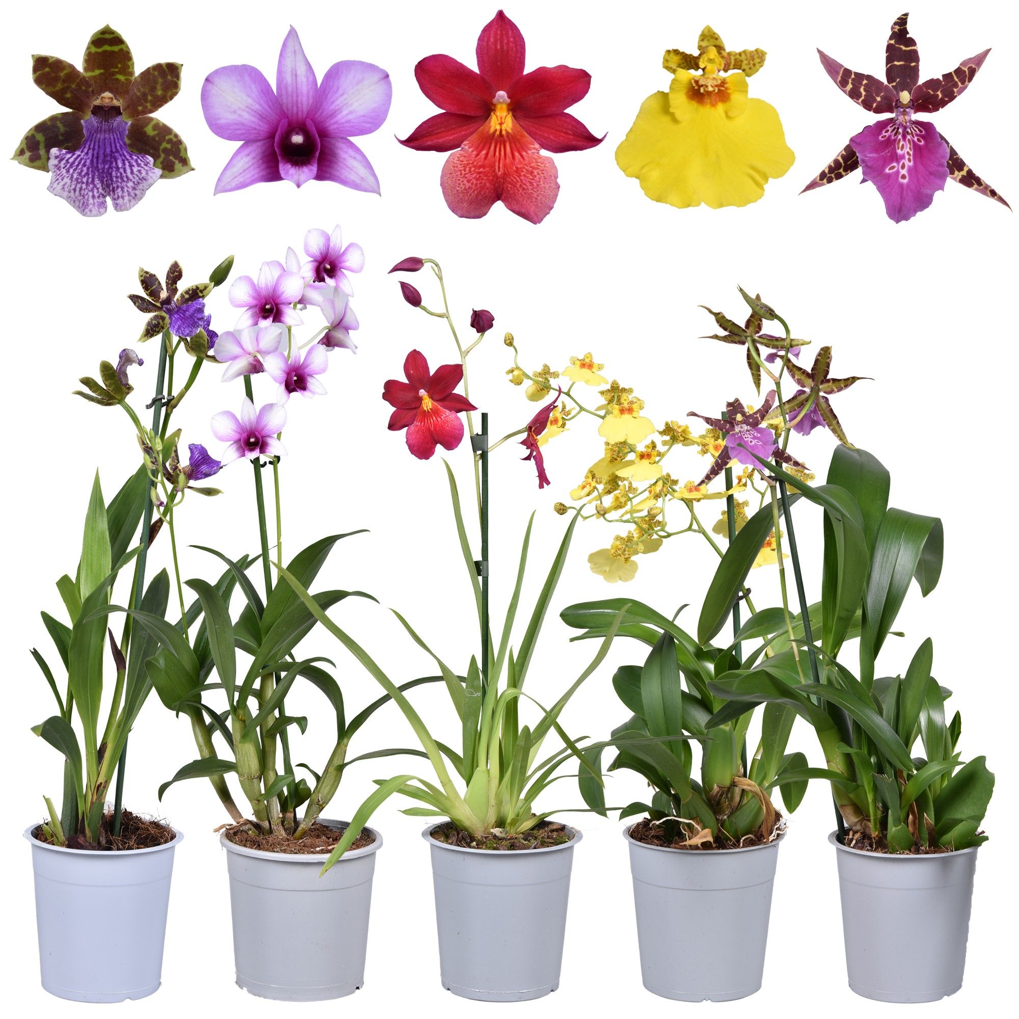 87437a3d-9a5c-467a-adbc-3b5e4602db5f (1)