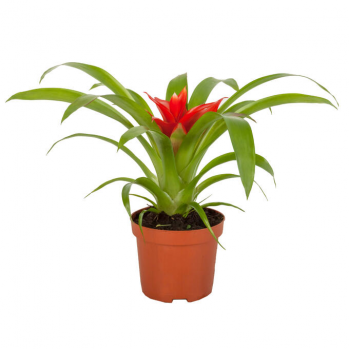 Гузмания Бас Маланья (D-9)