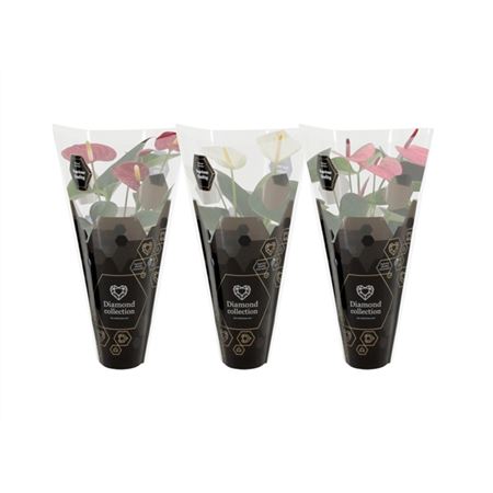 B015924_0000259913_H_1