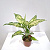 aglaonema-emerald-d-9-sm-30773