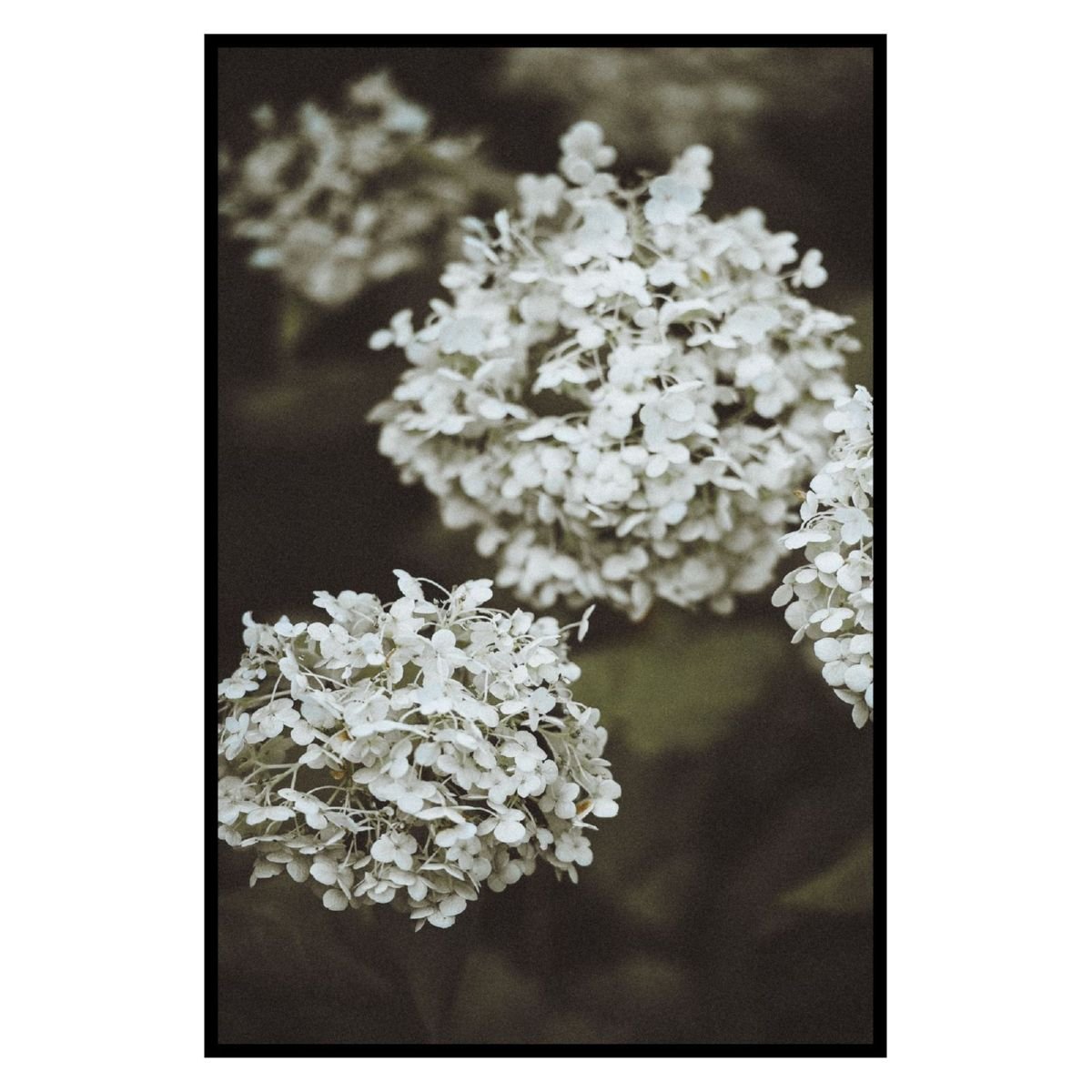 196994 Постер Белые цветы 40х50х1,7см