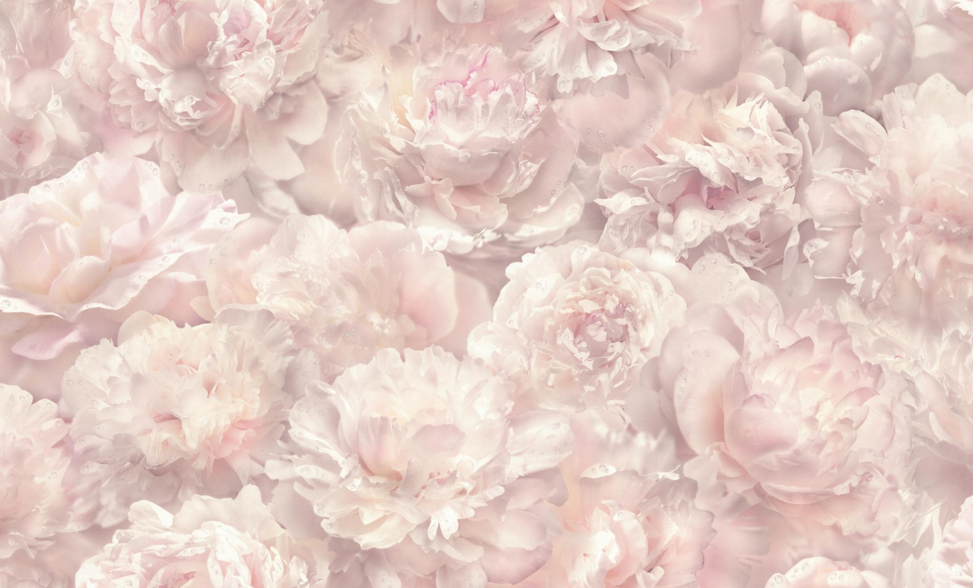 HC71995-51 Обои флизелиновые Pions мотив розовый 1,06х10,05м