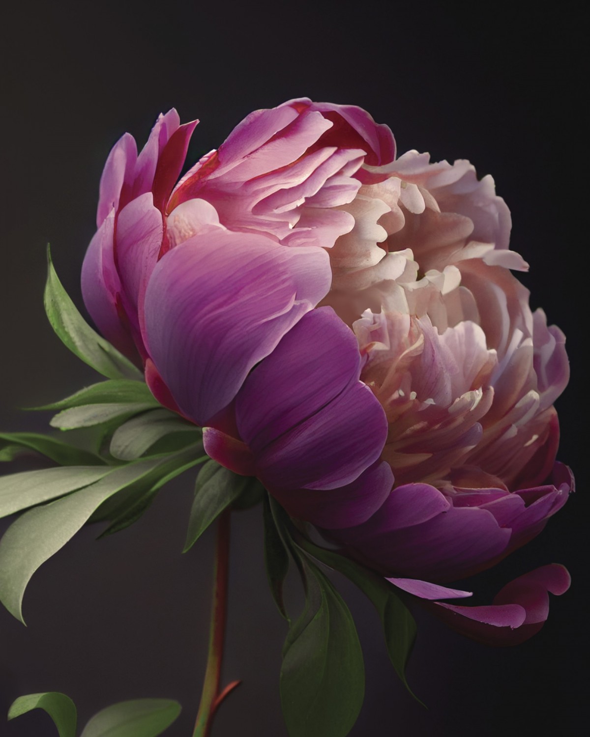 kt45-14241 Картина Пион 3 40х50 см.