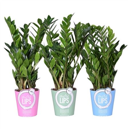 Изображение загружено