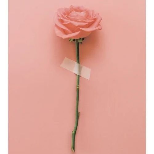 196499 Постер Роза 40х50х1,7см