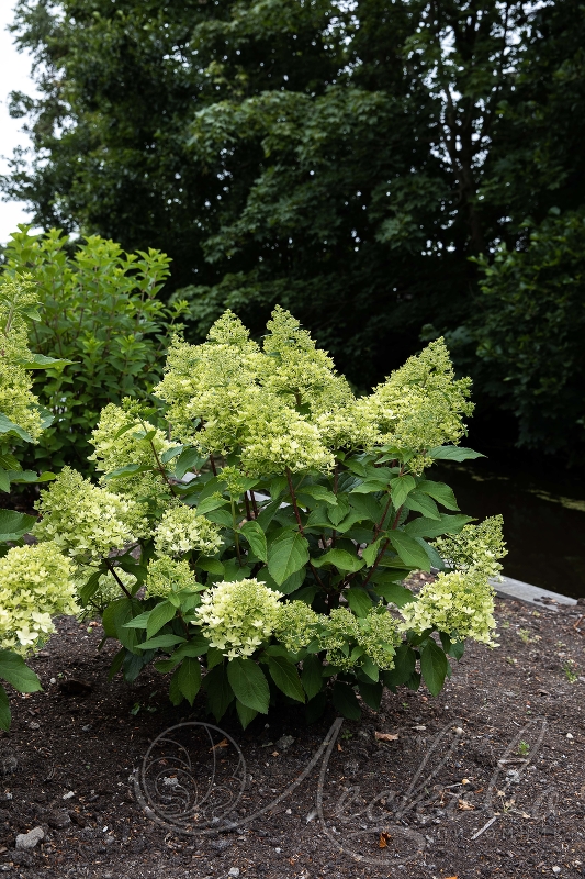 royal-flover