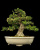 samshit